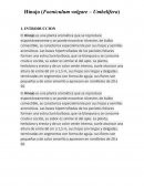 Hinojo Foeniculum Vulgare