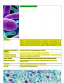 Mycobacterium tuberculosis