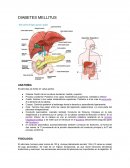 Diabetes mellitus. ANATOMIA. FISIOLOGIA