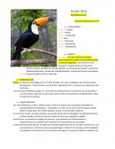 Tucan toco