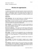 Ensayo de niveles de organizacion