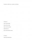 Descripción y Análisis Peste y su impacto en una Empresa