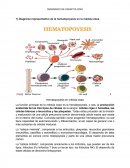 SEMINARIO DE HEMATOLOGÍA