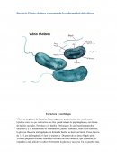 Bacteria Vibrio cholera causante de la enfermedad del cólera