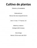 Cultivo de plantas Cilantro y Enredadera