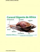 CARACOL AFRICANO