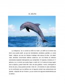El delfin