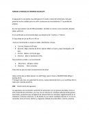 Como Sembrar Aguacate