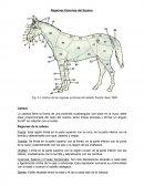 Regiones Externas del Equino