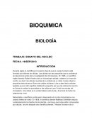 ENSAYO DEL NUCLEO