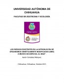 Cual es el gran Riesgo en la Introdución de Organismos Genéticamente Modificados (OMG) a México en especial el Maíz