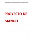 El proyecto de fomentar la producción de mango en la zona sur del Estado de Quintana Roo