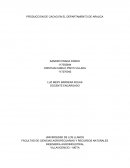 Produccion de cacao en arauca