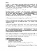 Anatomía fisiológica y conexiones nerviosas de la vejiga