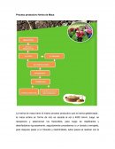 Proceso productivo Harina de Maca