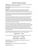 Absorción del agua por la planta