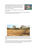Los Cuitlatecos