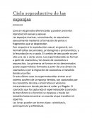 Ciclo reproductivo de las esporas