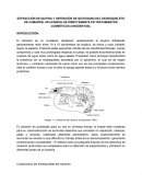Quitina y quitosano