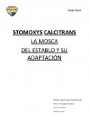 STOMOXYS CALCITRANS LA MOSCA