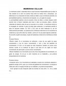 La membrana celular o plasmática lleva a cabo funciones indispensables para la célula