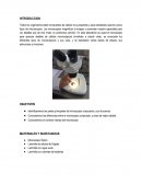 El microscopio (practica)