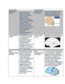 Bases Neurologicas