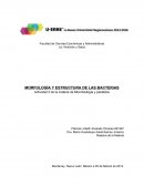 Morfología y Estructura de las bacterias