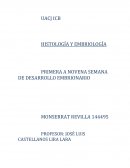 Primera a novena semana de desarrollo embrionario