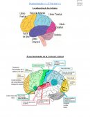 Localización de los Lóbulos Áreas funcionales de la Corteza Cerebral