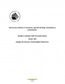 Estructuras celulares II: lisosomas, aparató de Golgi, cloroplastos y peroxisomas.