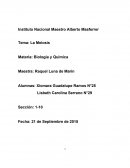 Biomoleculas. La Meiosis