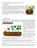 Experimento de germinación de una semilla de frijol.