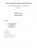 Biología PRACTICA NO 2 MICROSCOPÍA