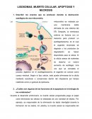 Lisosomas, guía de seminario 6. USMP - FMH