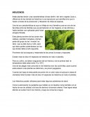 Helechos