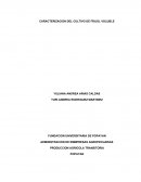 Cultivo de frijol voluble