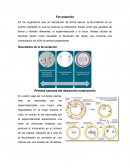 Cual es el Desarrollo embrional