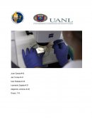 Cuales son los principales usos del cilicio