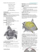 Cavidad nasal