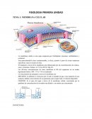 La membrana celular es una capa compuesta por fosfolípidos, proteinas, carbohidratos y colesterol.