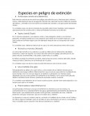 Especies en peligro de extinción. Antilocapra americana (Berrendo)