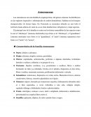 Guanábano (Annona muricata)