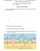 Guía de Biología - “ Membrana Celular Tipos de Transporte”