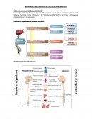 Cuales son las Bases anatomoneurológicas del neurodiagnóstico