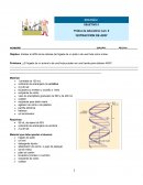 ¿El hígado de un animal o de una fruta pueden ser una fuente para obtener ADN?