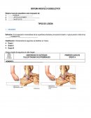 SISTEMA MUSCULO ESQUELÉTICO. TALLER TRAUMA EN EXTREMIDADES