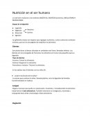 Nutrición en el ser humano