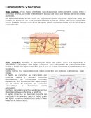 Caracteristicas de tejidos
