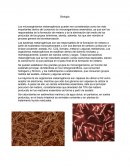 Bases cromosomicas Biología